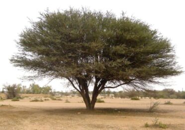 espinheiro branco acacia albida