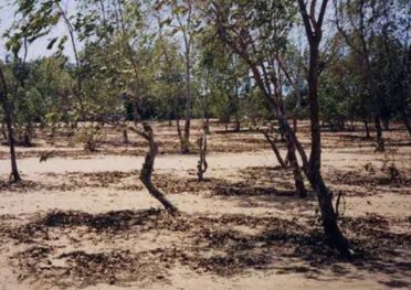 tarrafa tamarix senegalensis