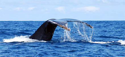 whale-03