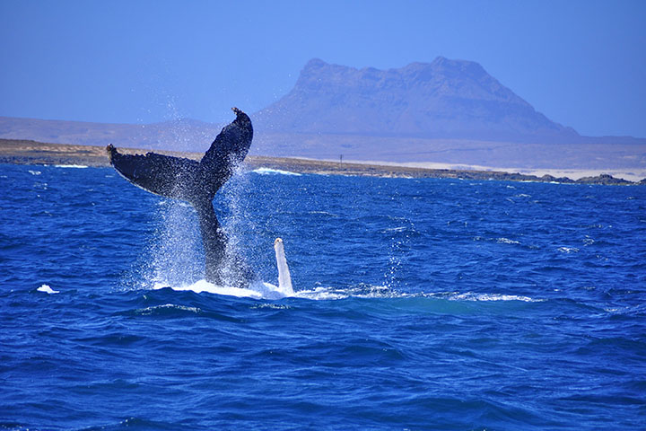 whale tail boavista