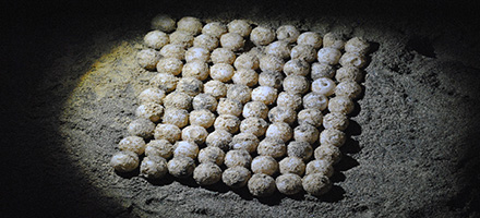 01 turtle eggs