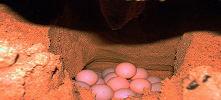 03 turtle eggs