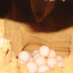 Nest mit Eiern Boavista