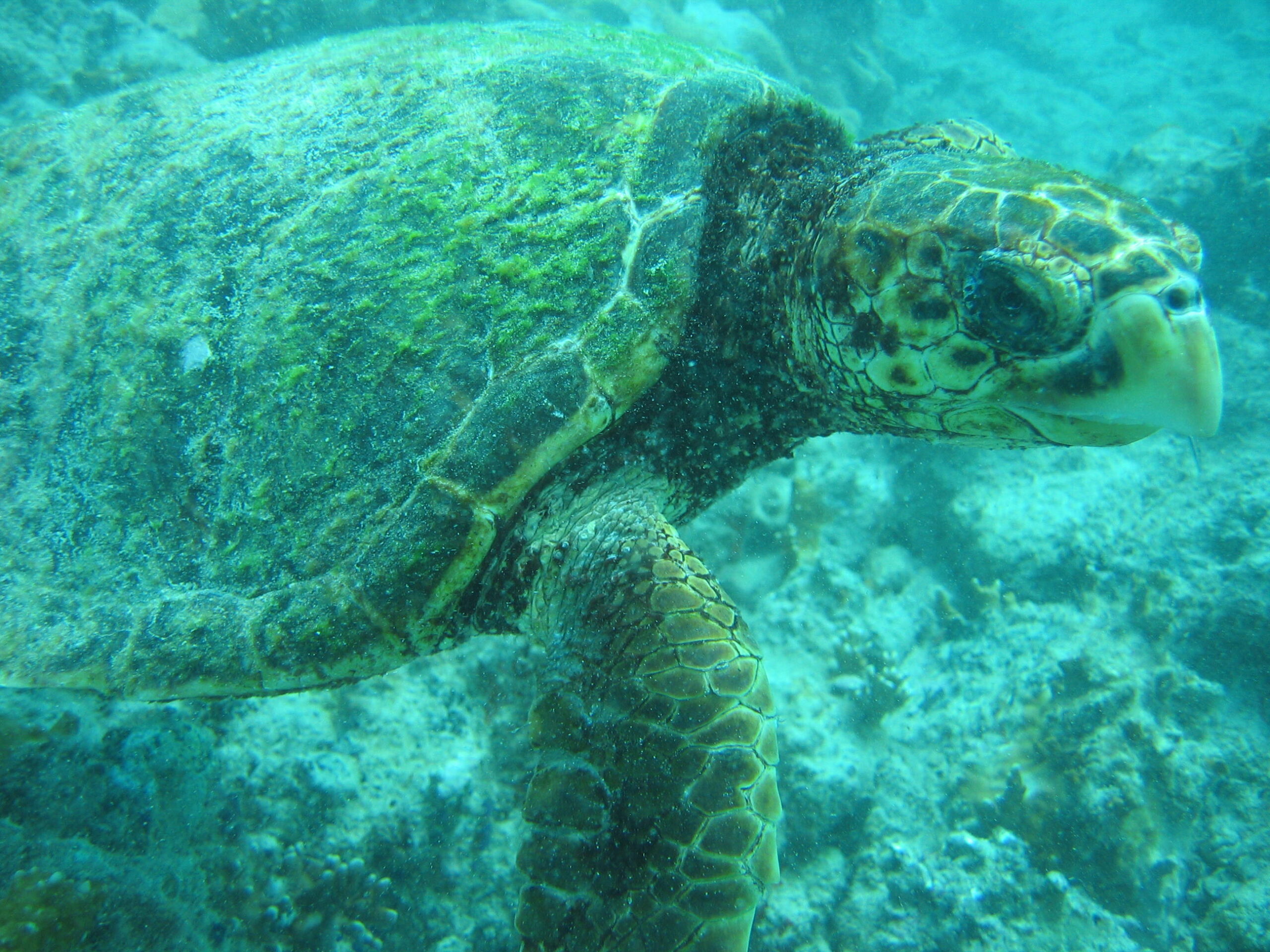 Snorkeling - Vista Cabo