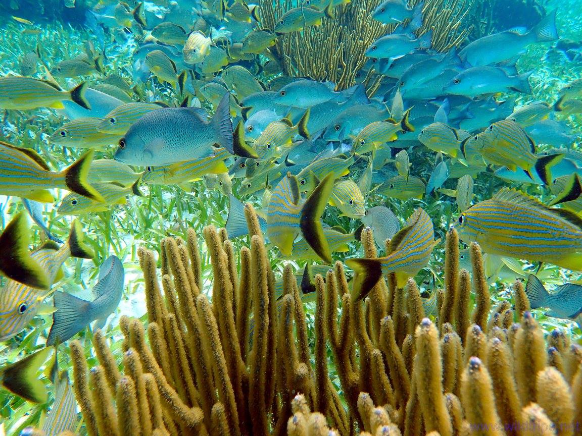 Snorkeling - Vista Cabo