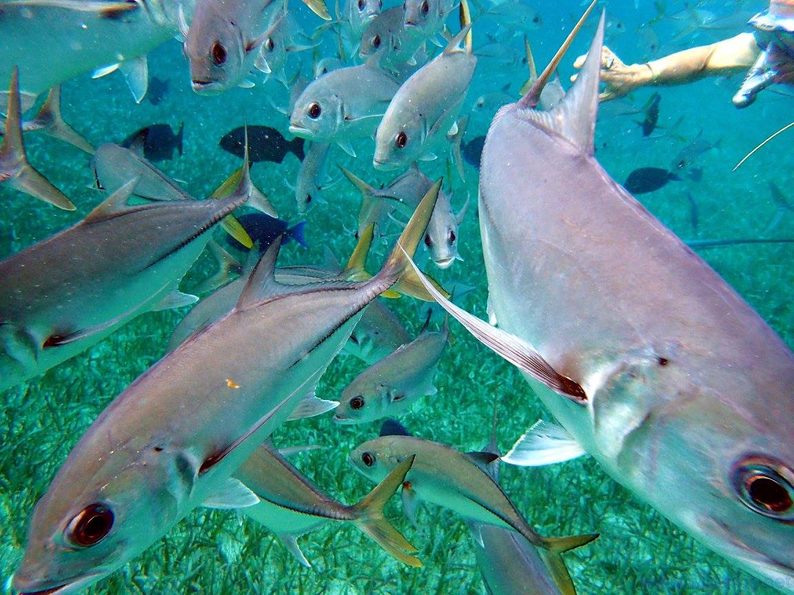 snorkeling boavista