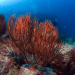 snorkeling boavista