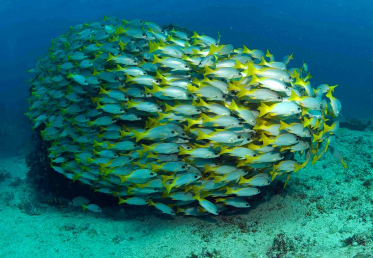 Snorkeling - Vista Cabo