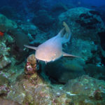 snorkeling boavista