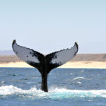 whale watching boavista cape verde