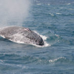 whale watching boavista cape verde