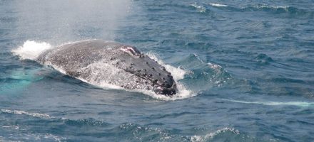 baleias boa vista cabo verde