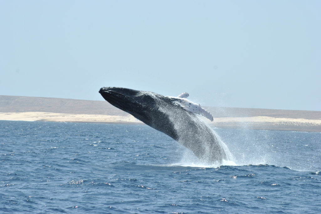 La mer du Cap-Vert est comme un terrain de jeu pour les baleines à bosse