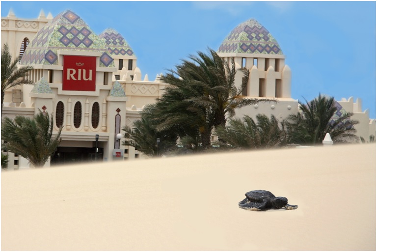 riu hotel riu hotel