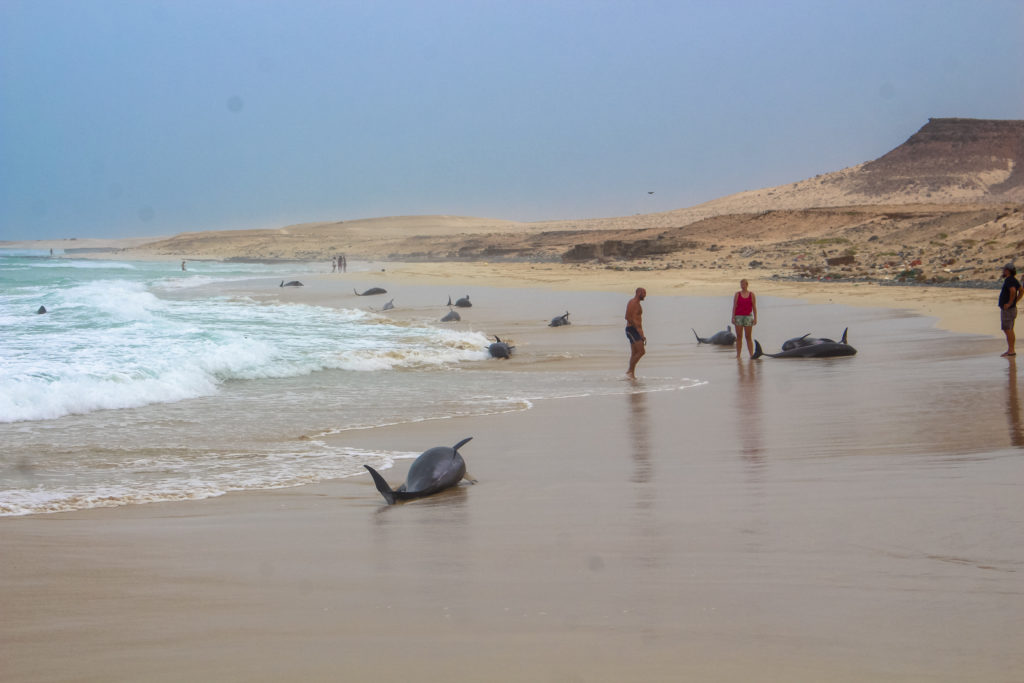 Spiaggiamento di massa di balene testa di melone su Boa Vista