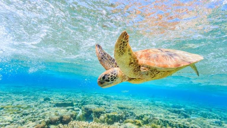 Sea turtles thrive despite our mistakes