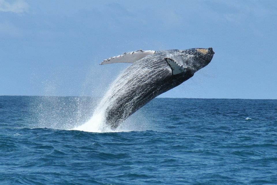 Baleines dans les eaux du Cap Vert