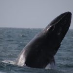 baleia boa vista