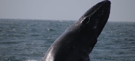 whale boavista