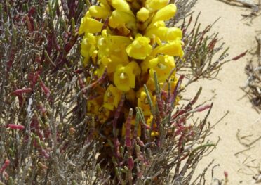 boavista-cistanche-cabo-verde