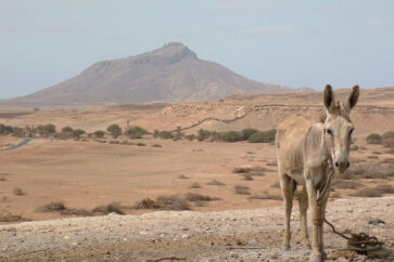 burro boa vista