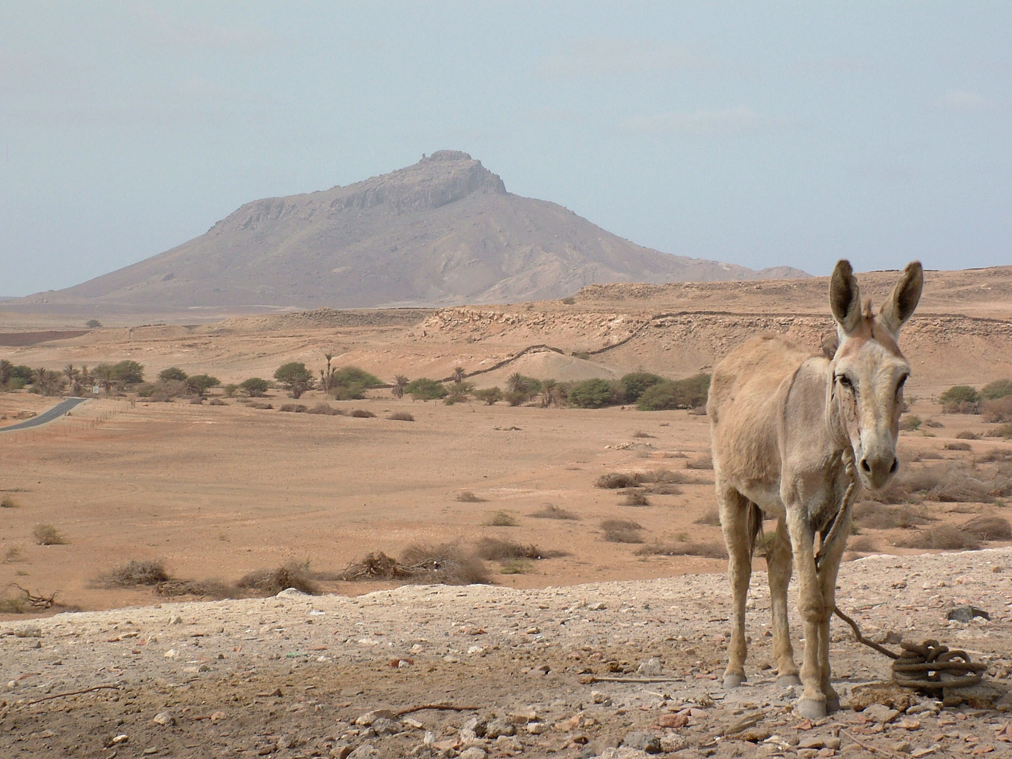 burro boa vista