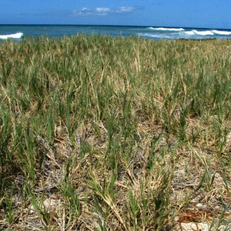 planta boa vista