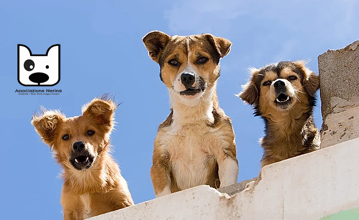 Associação para o cuidado e proteção de cães e gatos