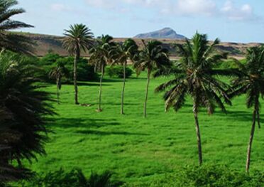 ribeira-rabil-flora-boavista-cabo-verde