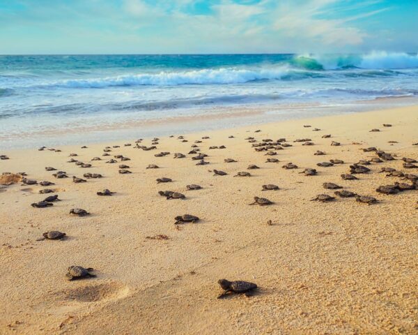 Turtle Nature Reserve - Boa Vista - Cabo Verde
