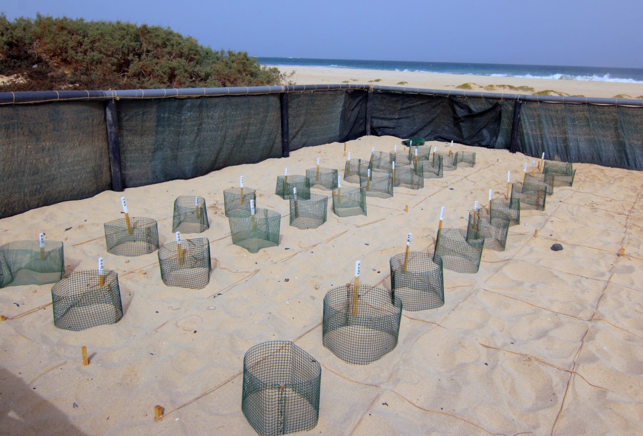 turtle nest reserve boavista