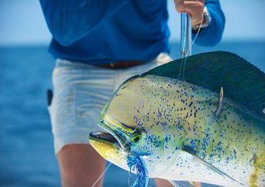 Mahi Mahi caught fishing offshore at the Gulf Stream