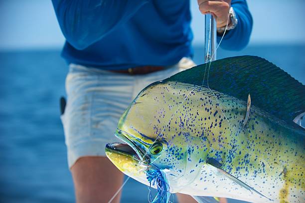 mahi mahi caught fishing offshore at the gulf stream