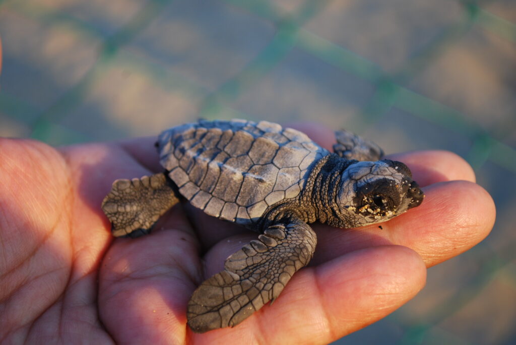 Onechte karetschildpadden in West-Afrika krimpen