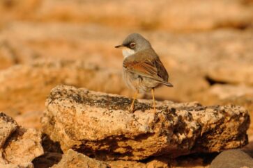 birds boavista cabo verde 2