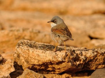 birds boavista cabo verde 2