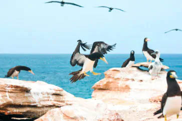 birds boavista cabo verde