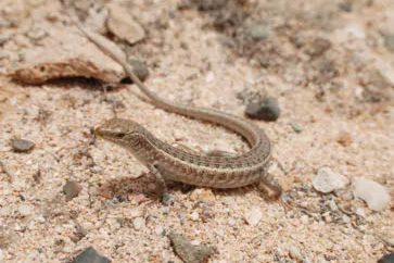 fauna terrestrial boavista