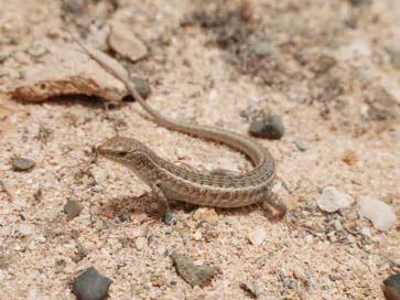 fauna terrestrial boavista