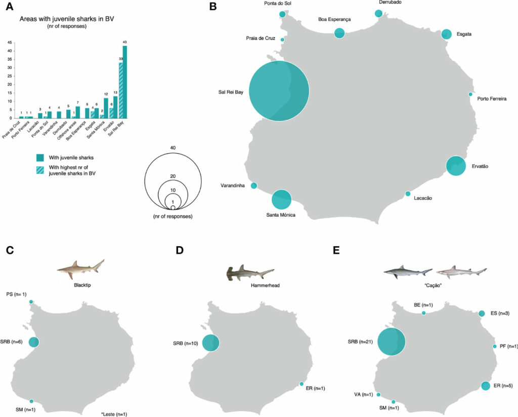 Boa Vista: Hogar de tiburones de múltiples especies del Atlántico africano